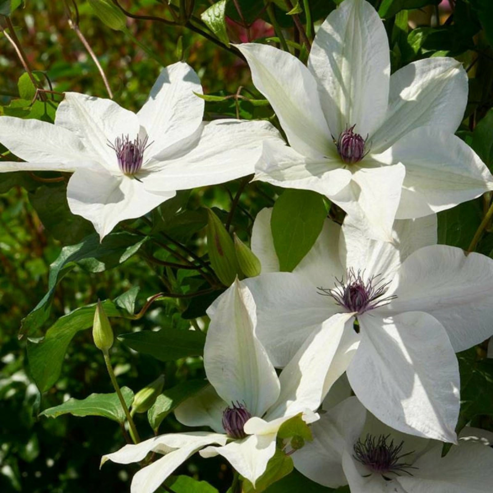 Clématite tsukiko™ 'evipo110' pot de 3l - echelle bambou 60/120 cm