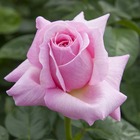 Rosier buisson rose 'Pink Eureka®' Meiagadou : en motte