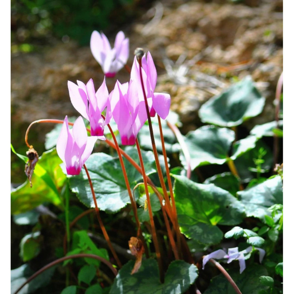 Bulbe de cyclamen cilicium sachet de 3 bulbes