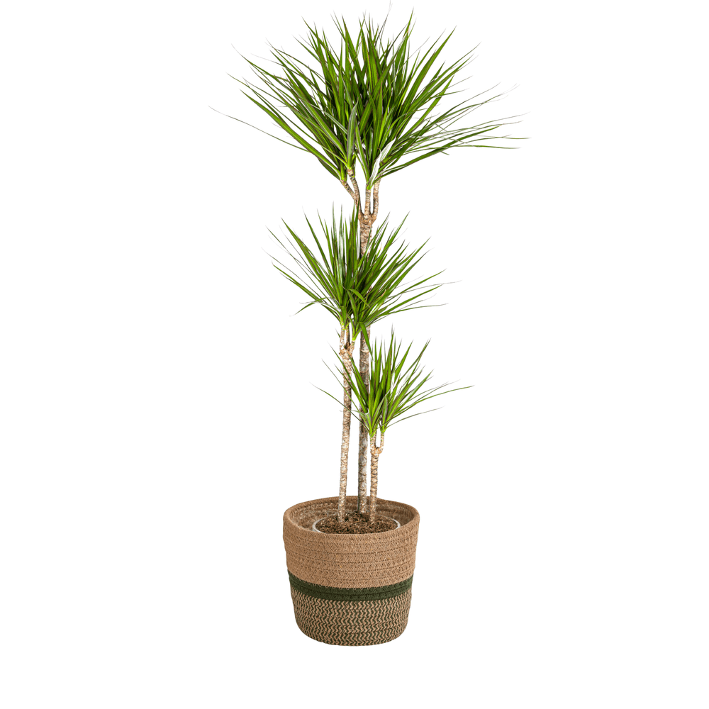 Dracaena marginata green avec cache-pot ø24cm - ↕130 - 150cm - plantes d'intérieur