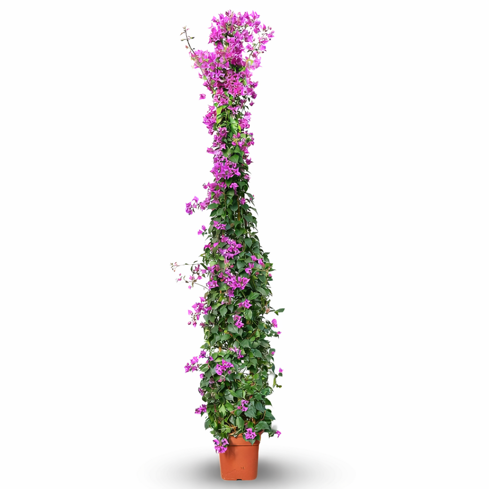 Bougainvillier pyramide - plante fleurie - ↕ 200-220 cm - ⌀ 25 cm - plante d'extérieur