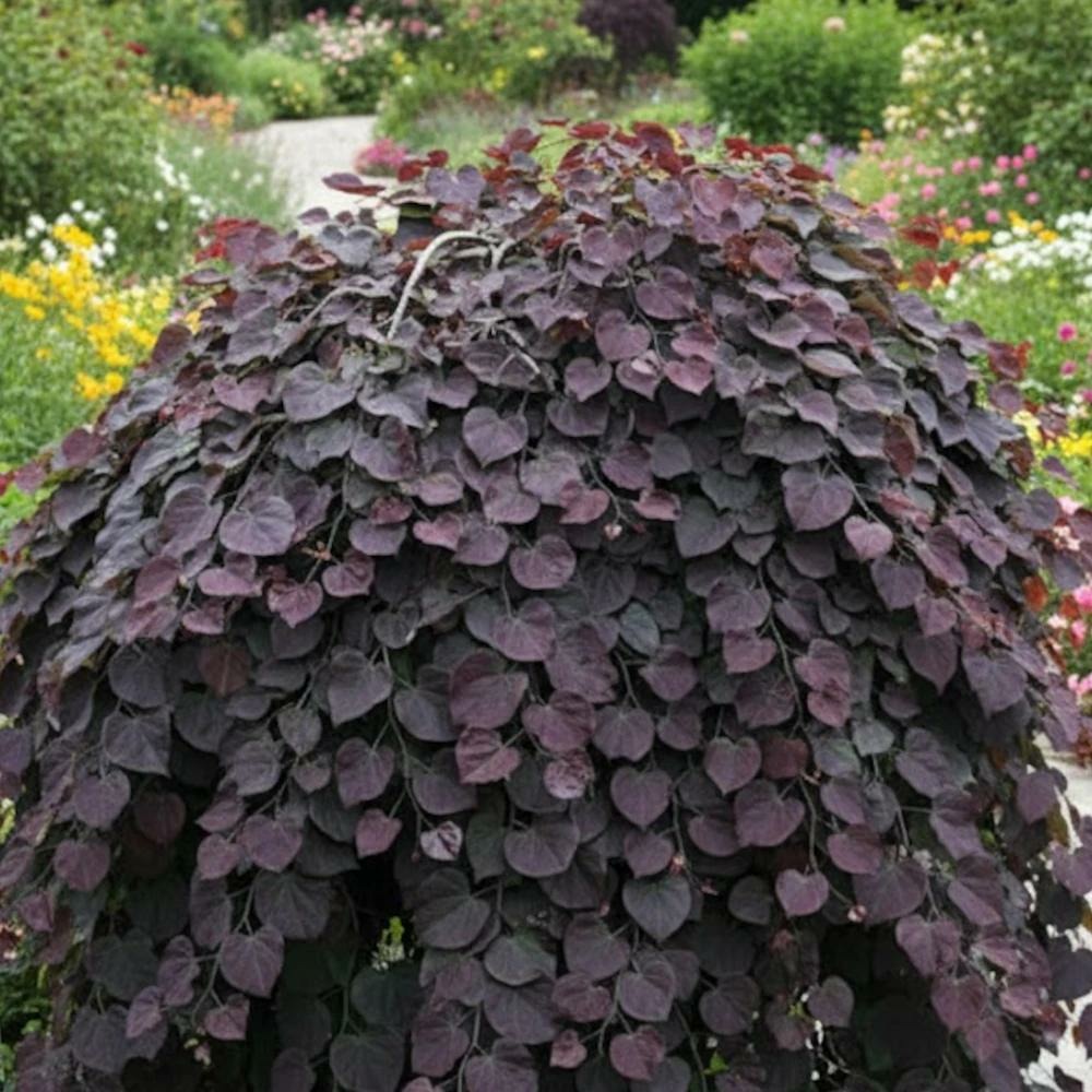 Cercis, gainier du canada, arbre de judée ruby falls® pot de 15l - baliveau