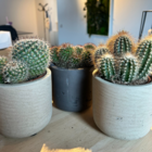 Lot 3 cactus en pot de 8 cm (c)