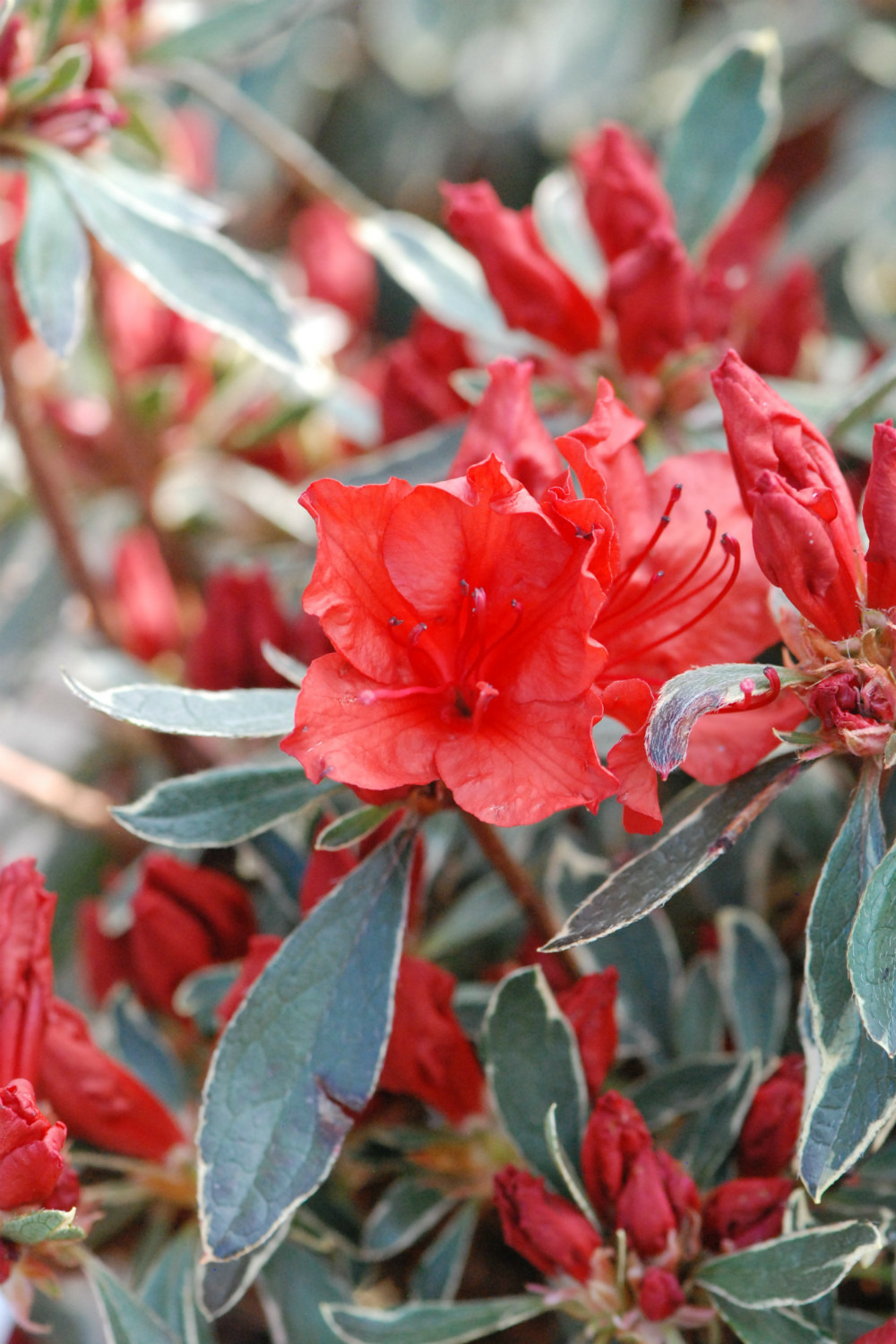 Azalée du japon 'hot shot variegata ' - en pot de 3 litres
