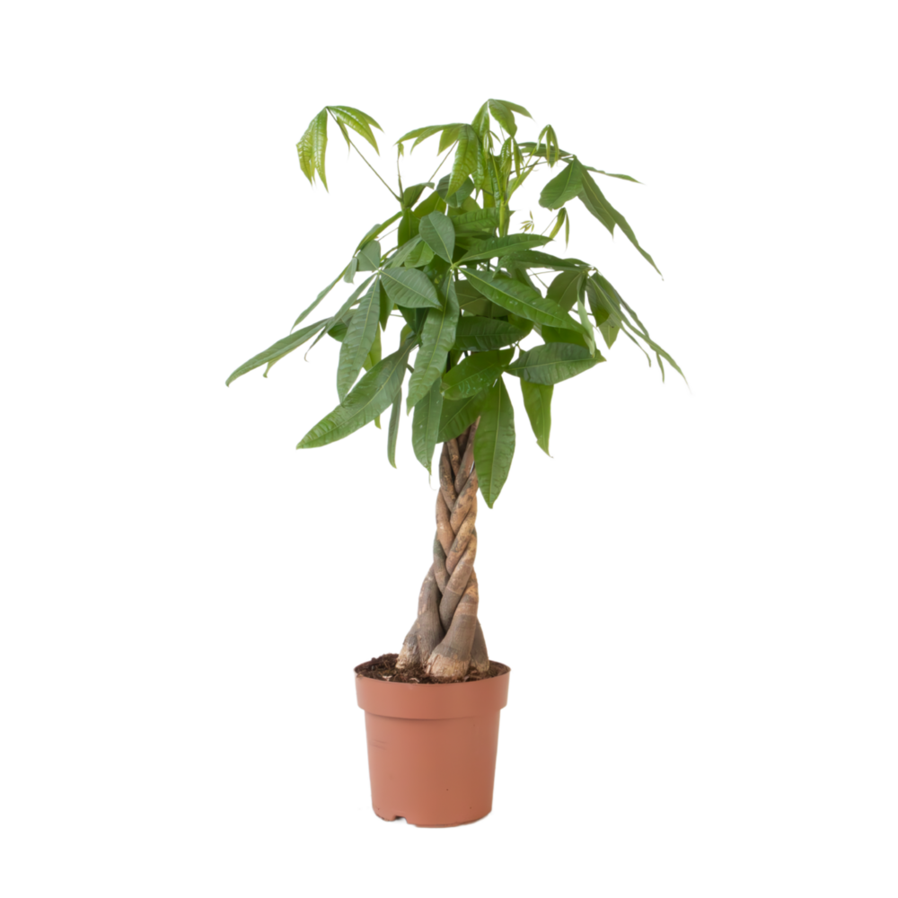 Arbre à argent - pachira aquatica - hauteur 100-120cm - ⌀24cm