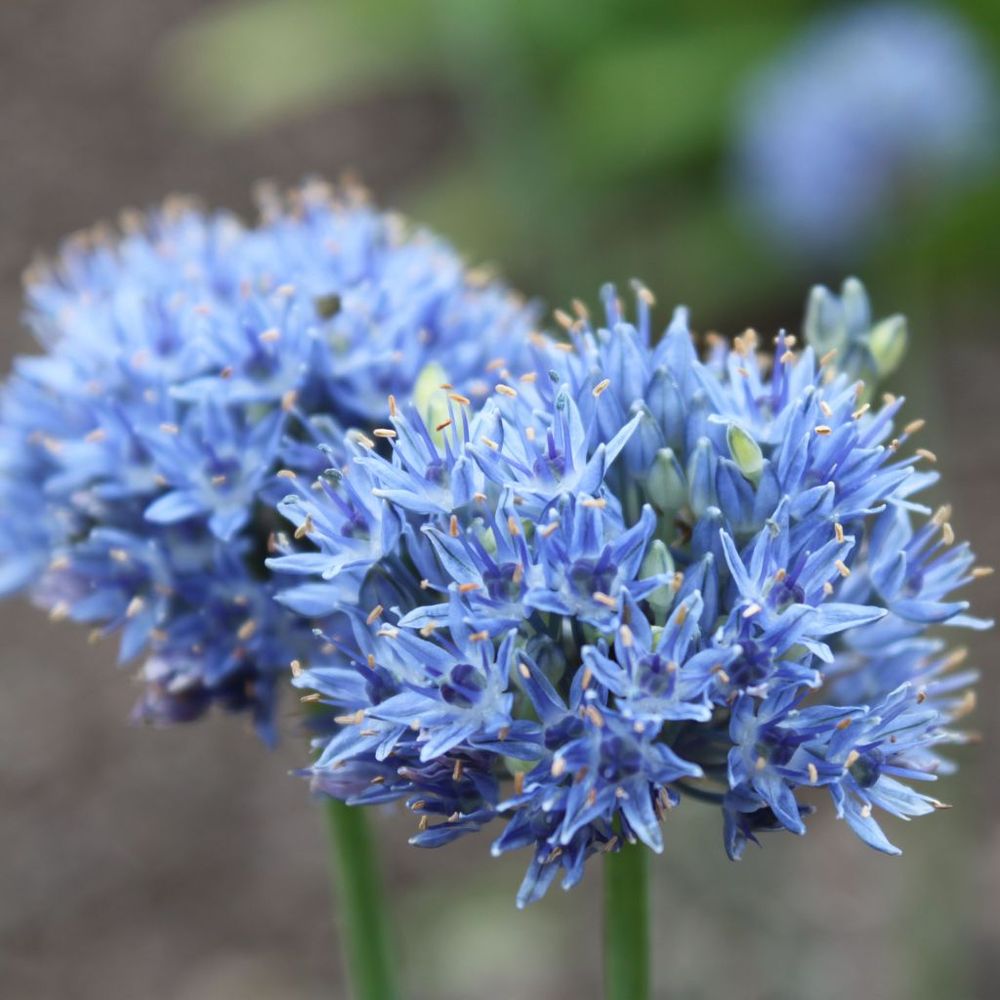 Ail d'ornement caeruleum bulbe calibre 4+ (par 25)