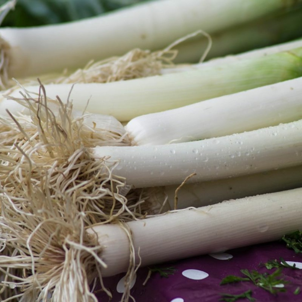 Graines de poireau tenor - vilmorin sachet