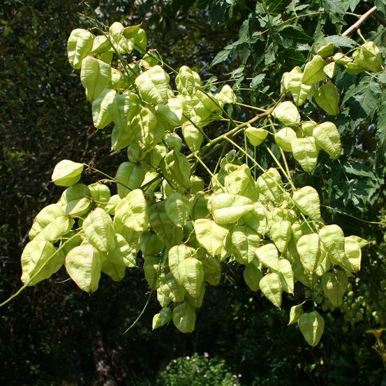 Savonnier pot de 7,5l/10l