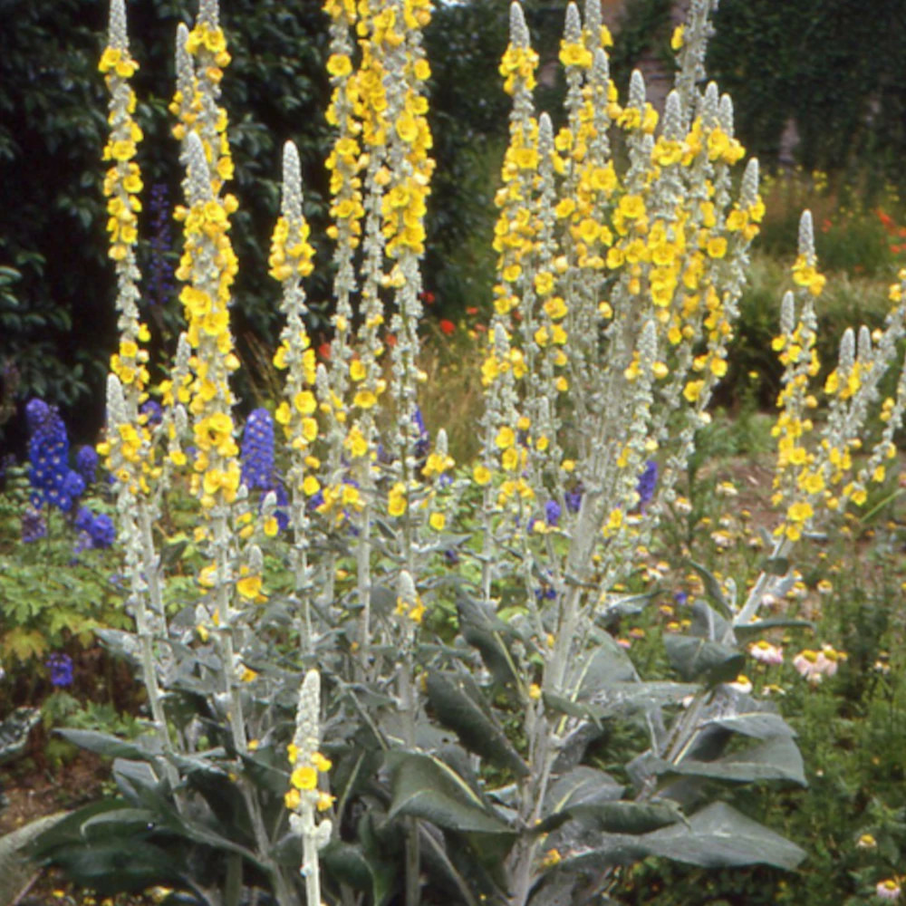 Molène bombyciferum lot de 9 godets