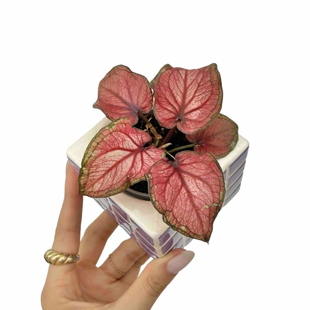 Caladium lucia - pot de 6cm