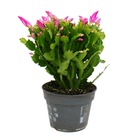 Grand cactus de noël - schlumbergera - xxl - pot 17cm - hauteur 25-35cm environ - fleurs roses - rose vif