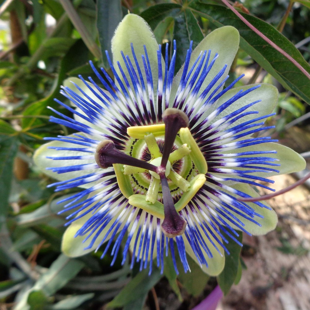 Passiflore bleue, fleur de la passion godet de 8/9 cm