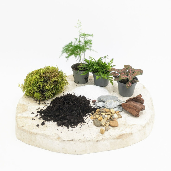 Kit recharge pour terrarium 3 plantes fittonia rouge + asparagus + fougère