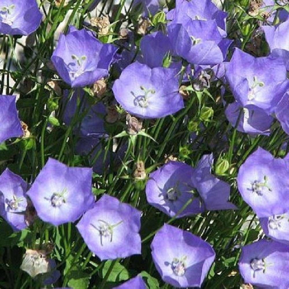 Campanule naine des carpates, campanule carpatica lot de 3 godets