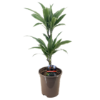 Dracaena deremensis 'warneckei' - plante d'interieur - taille du pot 17cm - hauteur 60-70cm