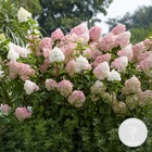Hydrangea ‘vanille-fraise’ – hortensia plumé – arbuste – rustique – ⌀9 cm - ↕20-25 cm