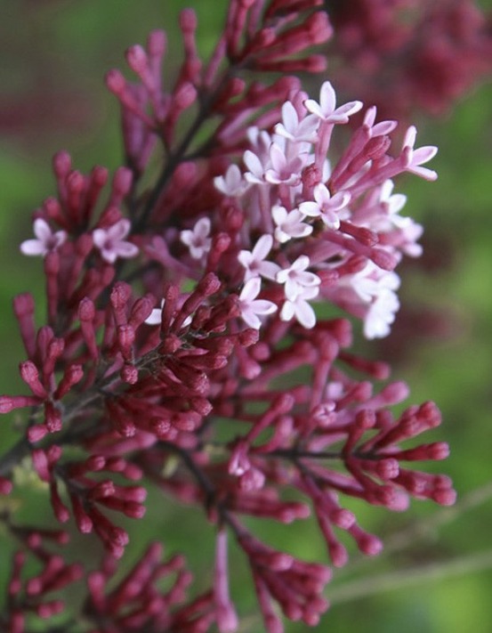Lilas de chine 'red pixie' pot de 3l/4l