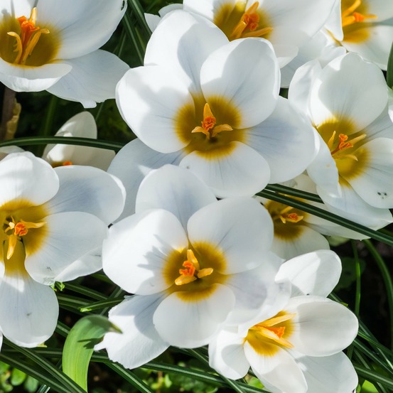 10 crocus ard schenk - le sachet de 10 bulbes / circonférence 5-6cm