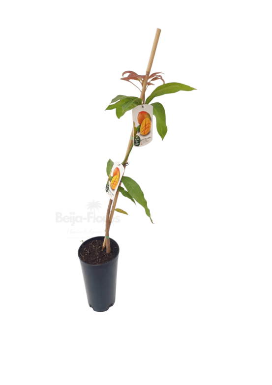 Manguier en pot 8 litres hauteur 80 à 110 cm
