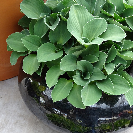 Hosta 'blue mouse ears' pot de 1,5l/2l