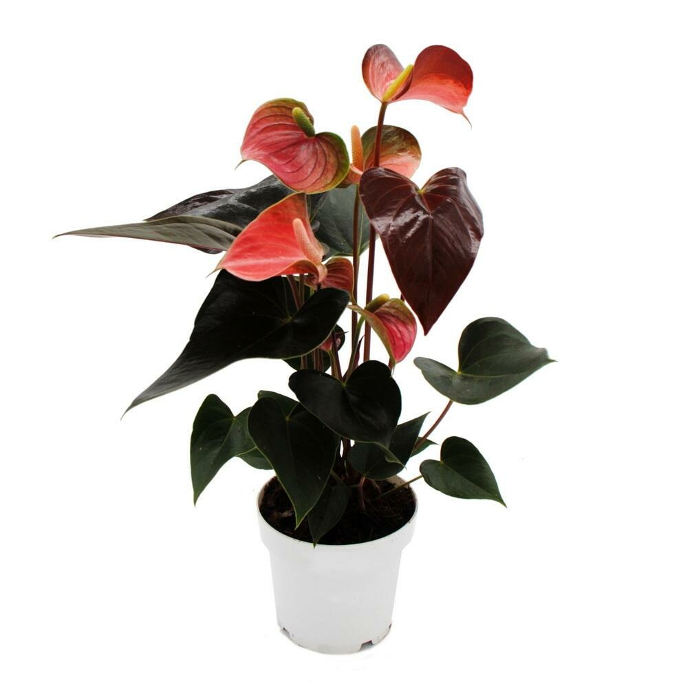 Flamant rose arc-en-ciel - anthurium andreanum rainbow champion