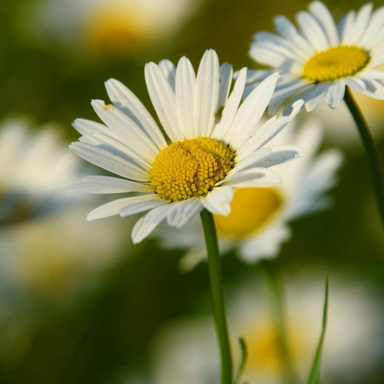 Marguerite d'été alaska lot de 5 godets