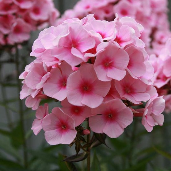 Phlox paniculé 'rosa pastel' godet de 8/9 cm
