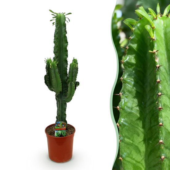 Euphorbia eritrea - arbre à lait africain - pot de 19cm - hauteur 70cm - plantes d'intérieur