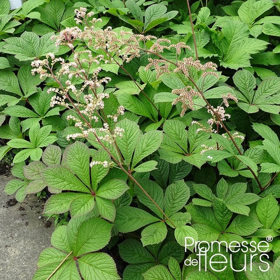 Rodgersia pinnata 'hercules' godet de 8/9 cm