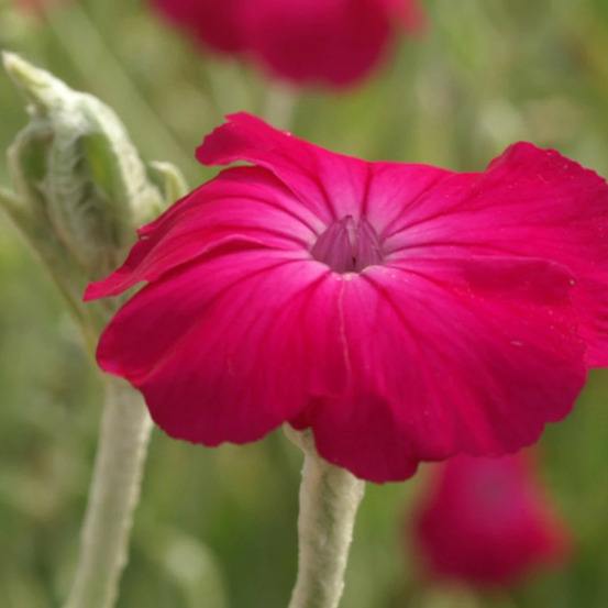 Coquelourde des jardins godet - 5/20 cm