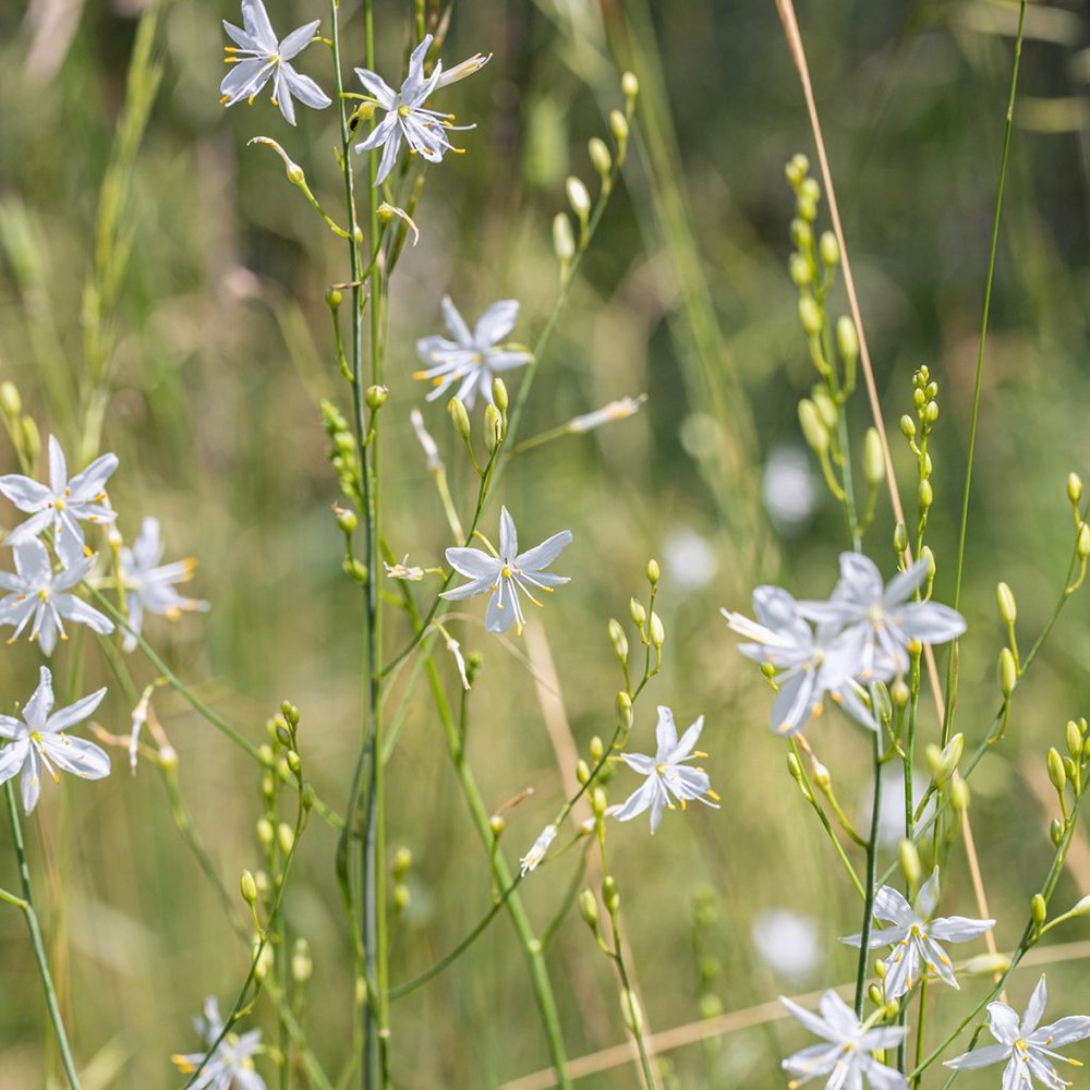 Phalangère à fleurs de lis godet de 8/9 cm