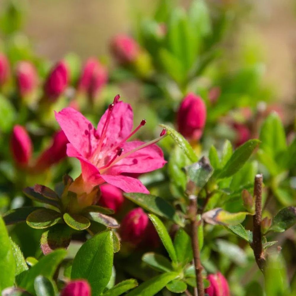 Azalée du japon 'anne franck' (azalea japonica 'anne franck')