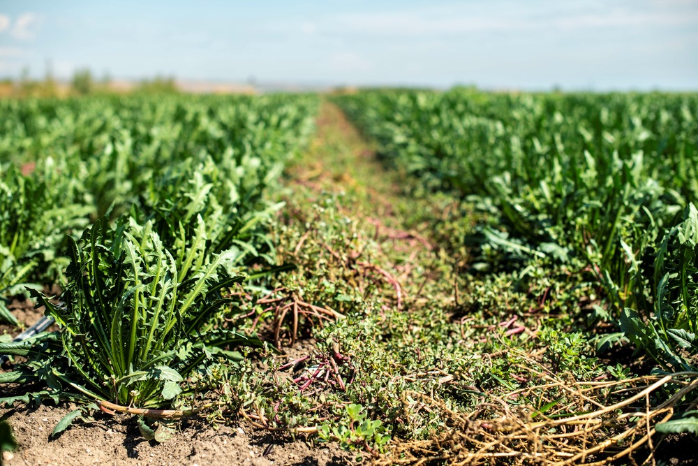 Sachet de graines de chicorée barbe de capucin ( à lapin) - sachet de 8 grammes - petite entreprise française