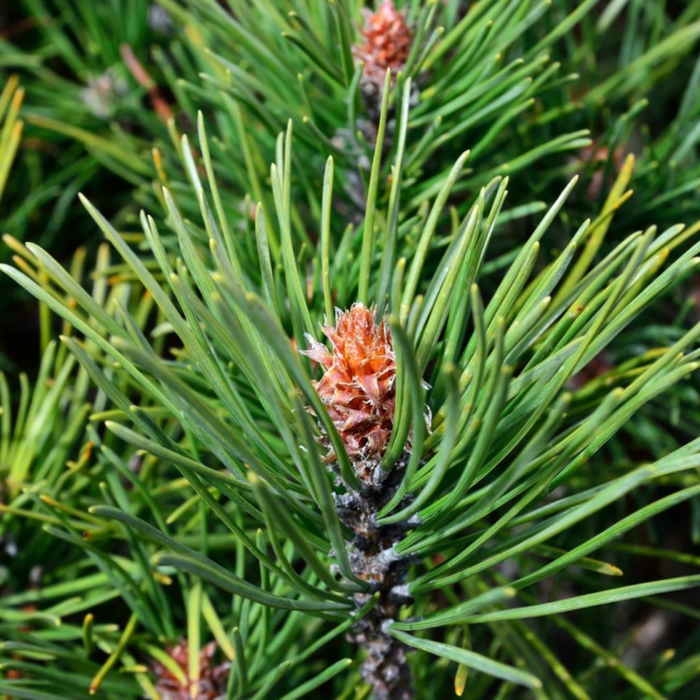 Pin mugo gnom - pinus mugo gnom 40/45cm pot 11l