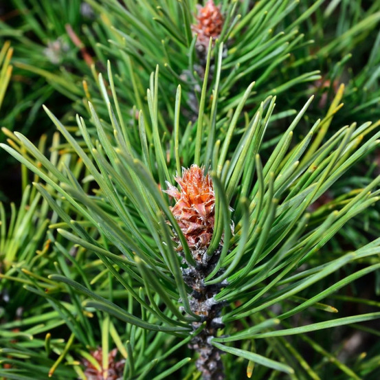 Pin mugo gnom - pinus mugo gnom 40/45cm pot 11l