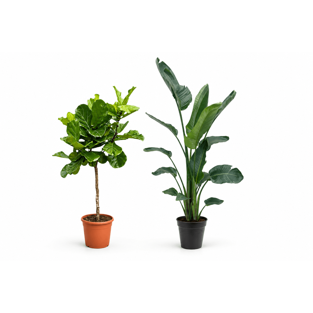 Salon sculptural — ficus lyrata et strelitzia nicolai — lot de 2 plantes