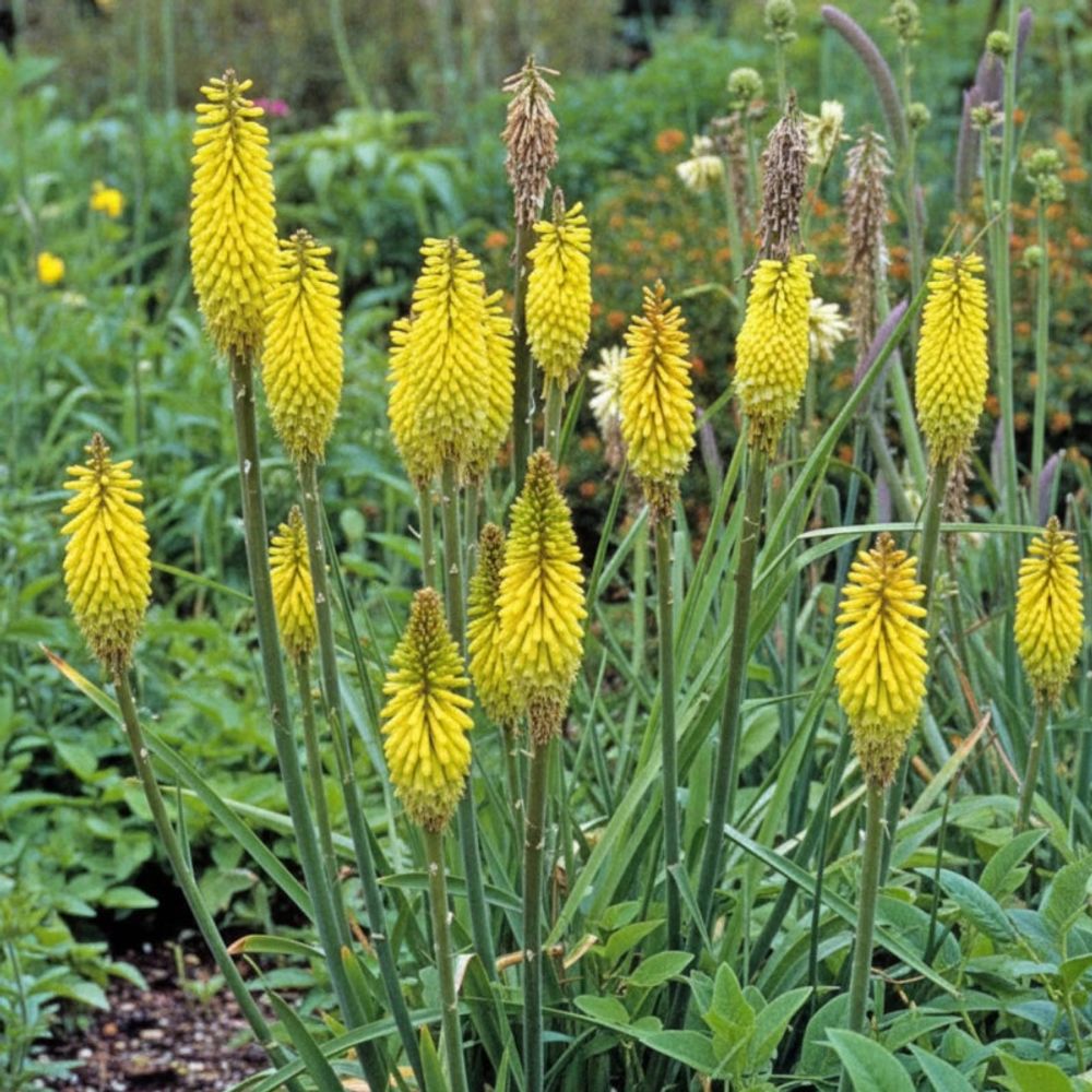 Kniphofia, tison de satan citrina lot de 9 godets