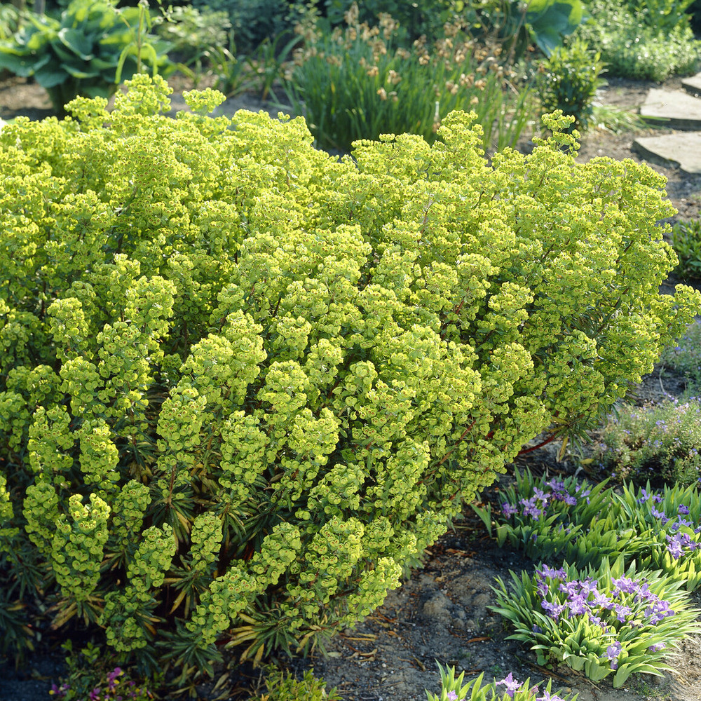 Euphorbe de martin - le pot / ø 9cm