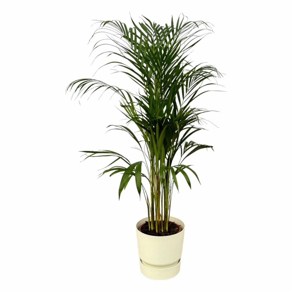 Grand palmier areca et son pot - hauteur 85cm