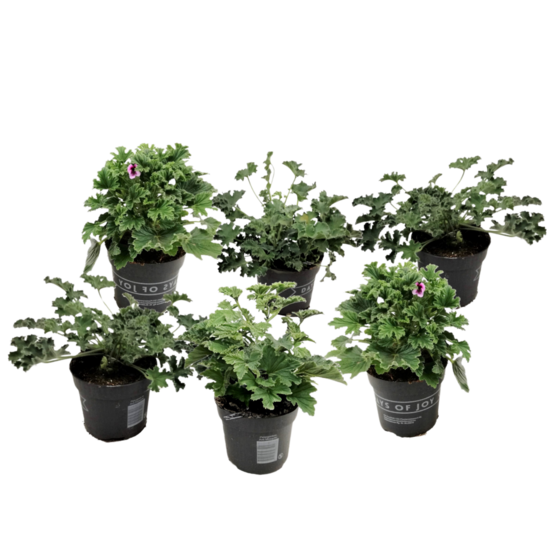Anti-moustiques - set de 6 - pelargonium - hauteur 15-25cm - ⌀10,5cm