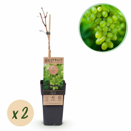 Vigne himrod – lot de 2 – pot 15 cm – hauteur 50 cm