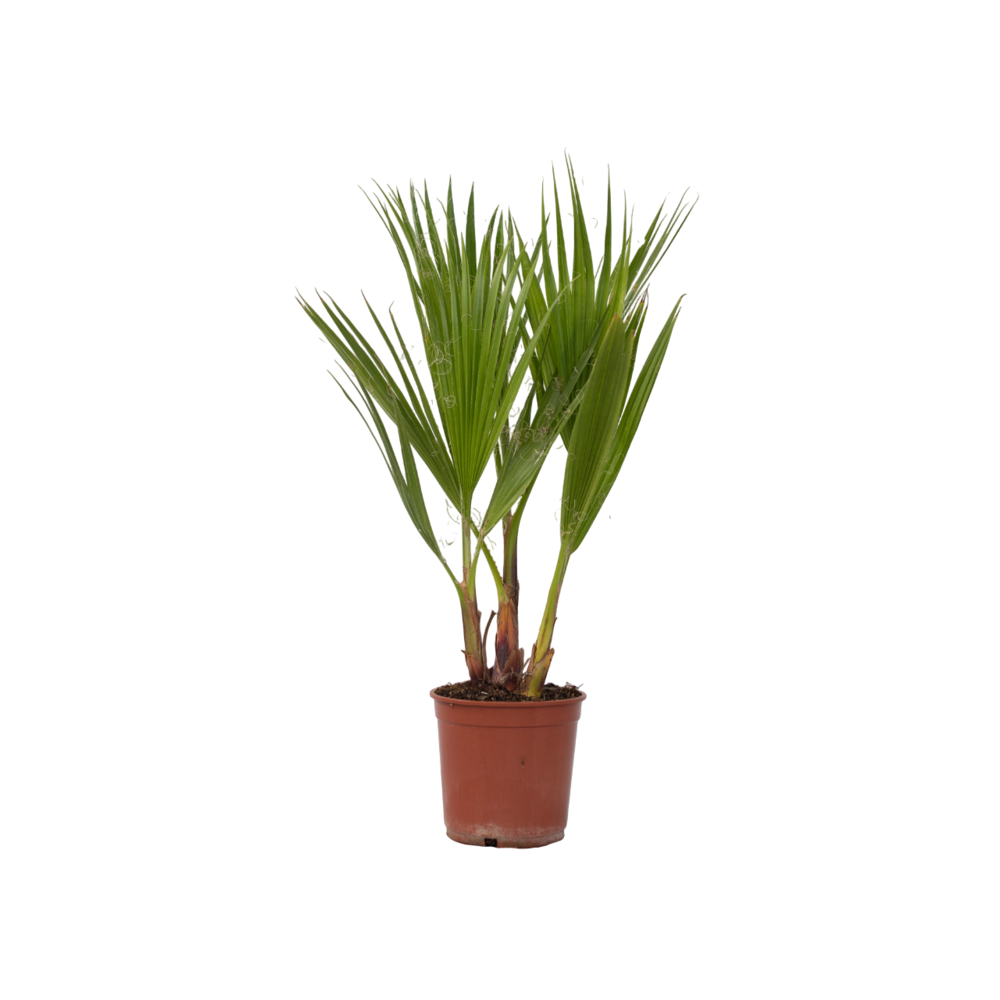 Palmier de washington - washingtonia robusta - hauteur 50-60cm - ⌀15cm