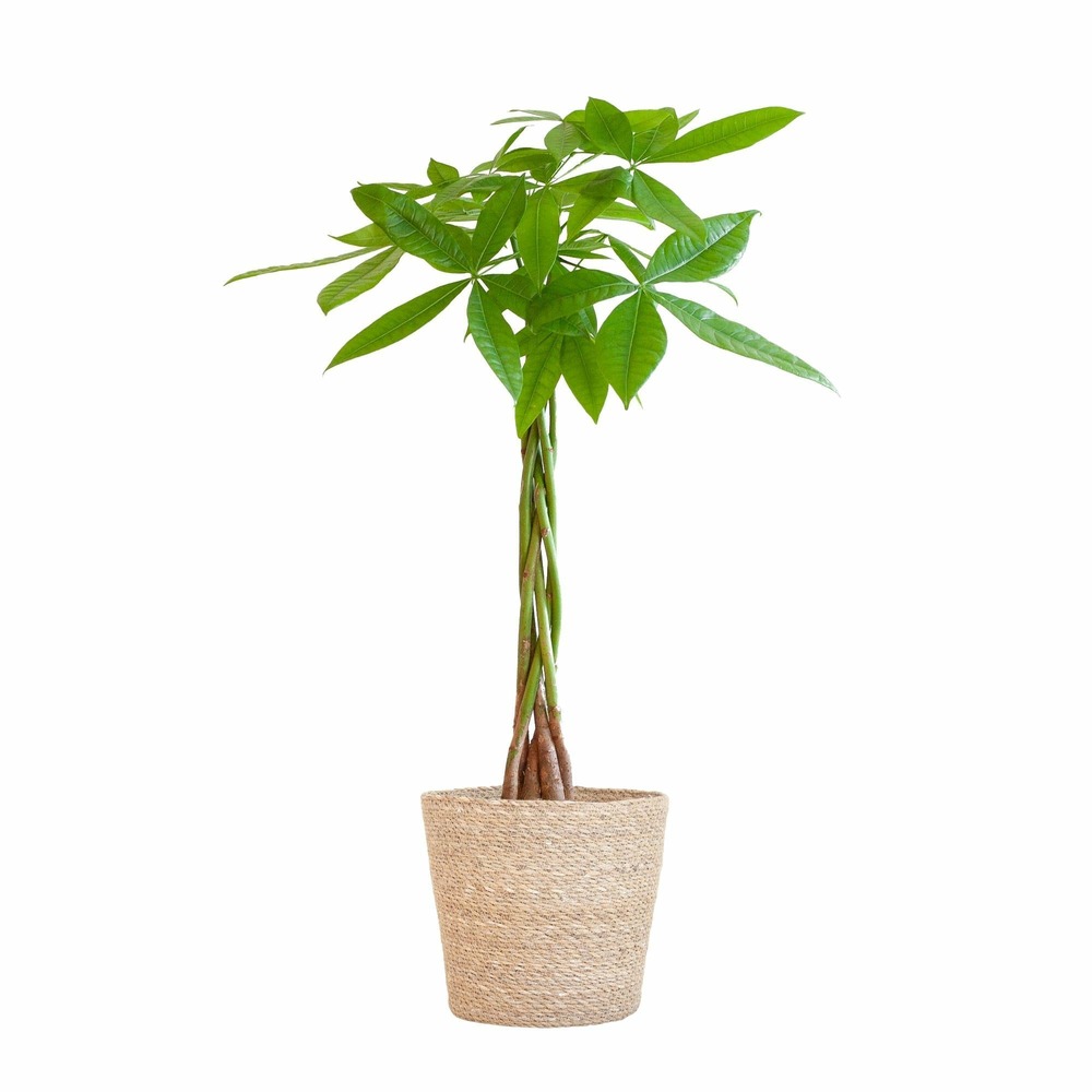 Pachira aquatica et son pot panier naturel - hauteur 80cm