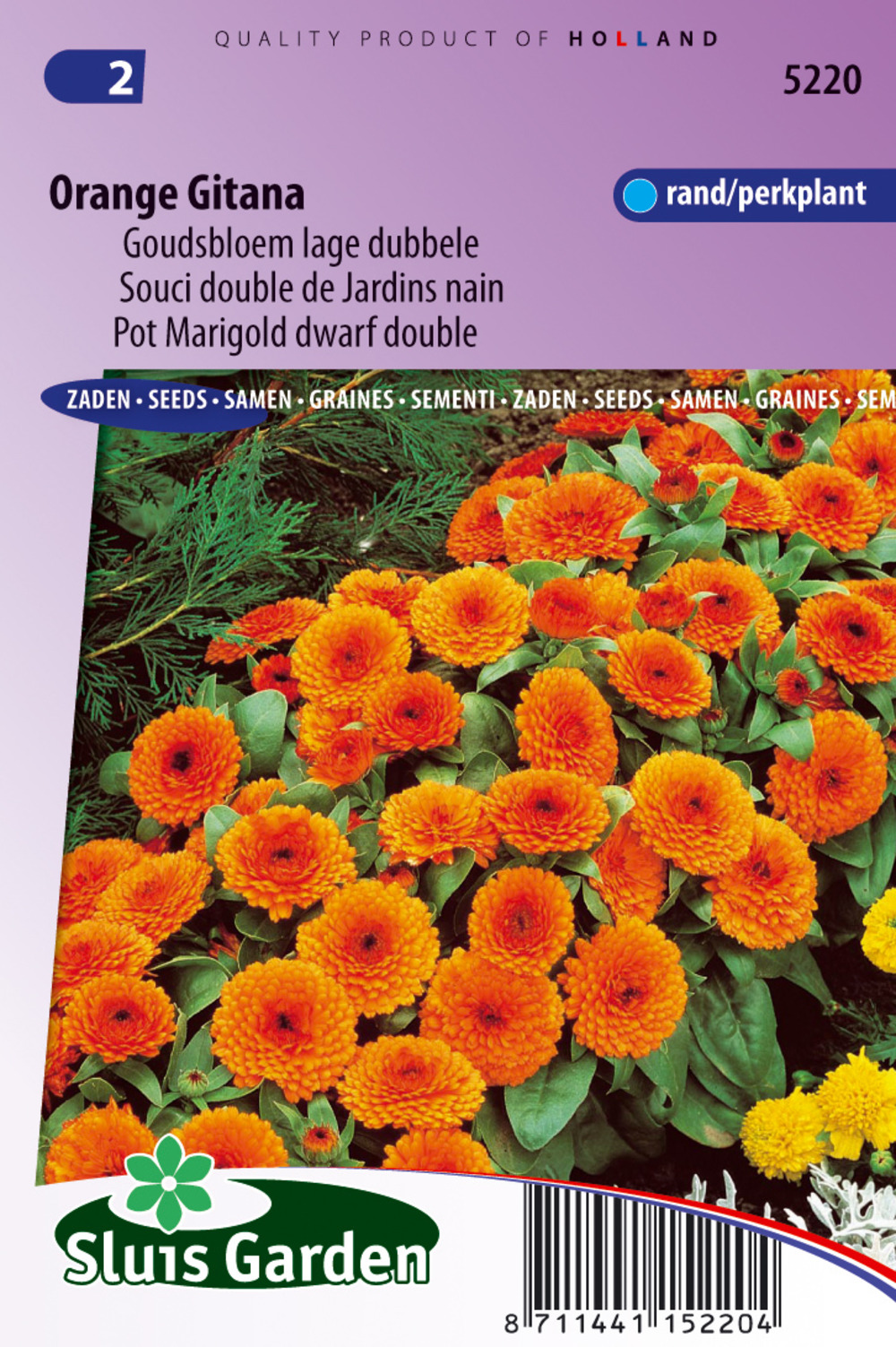 Souci double de jardins orange gitana - graines de fleurs annuelles - ca. 0,6 g