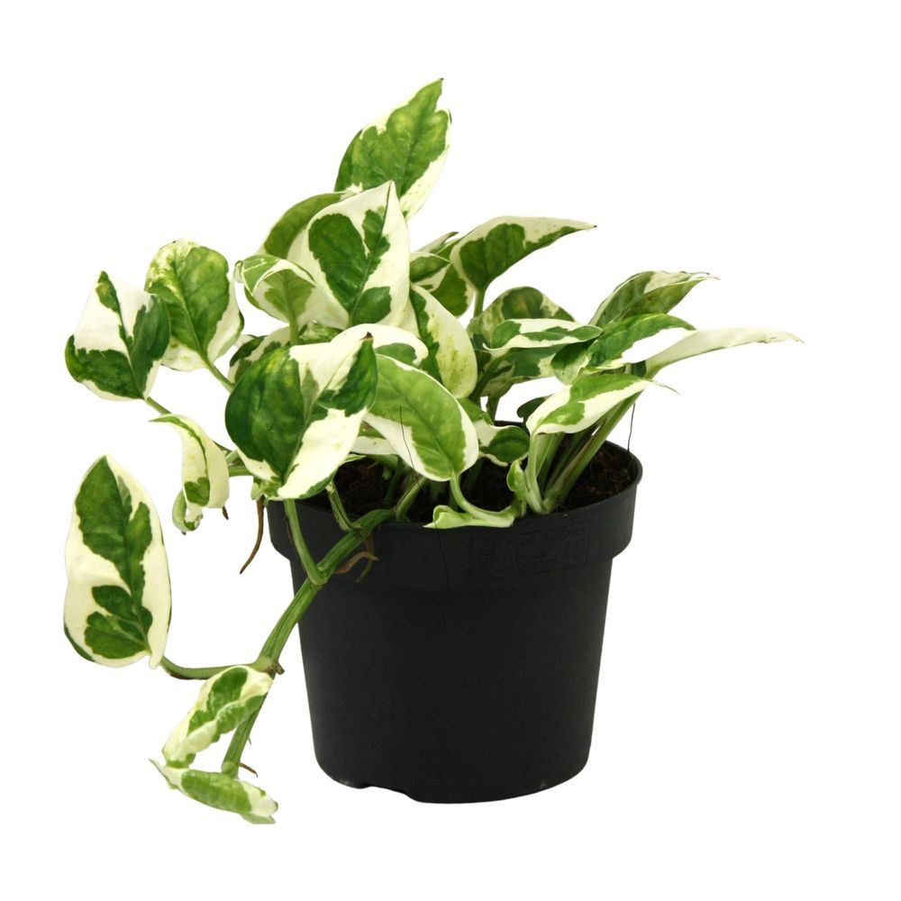 Scindapsus 'n'joy' - pot de 12cm - hauteur 15cm - plantes d'intérieur