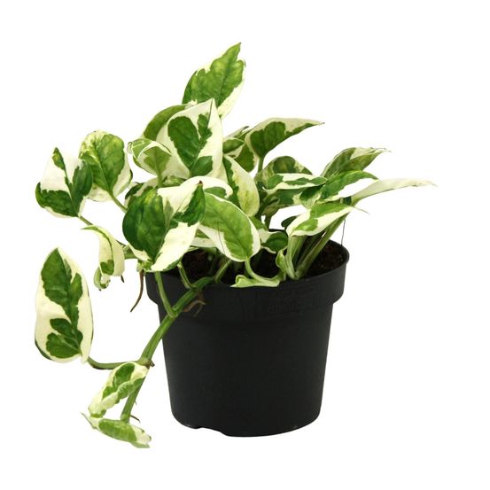 Scindapsus 'n'joy' - pot de 12cm - hauteur 15cm - plantes d'intérieur