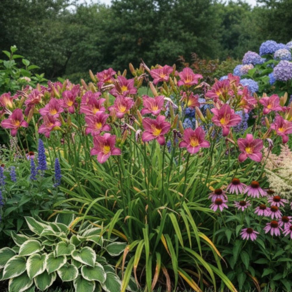 Hémérocalle chicago queen lot de 3 godets