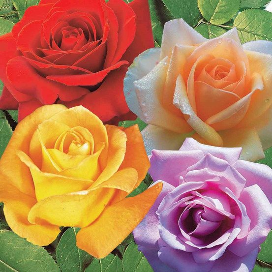 Collection de 4 rosiers : whisky, malaga, lune bleue, magie parfum - les 4 mottes / 3+ branches