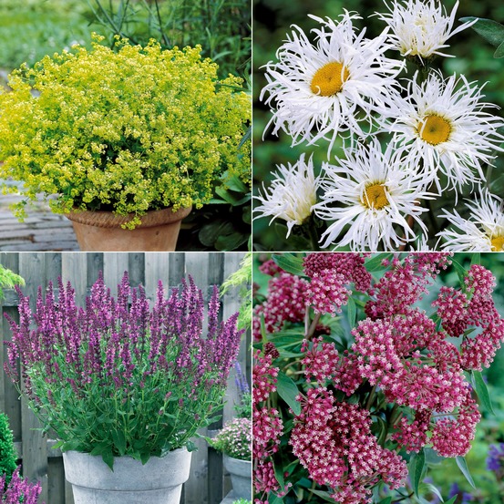 Collection de 12 plantes vivaces pour jardin coloré - le paquet de 12 racines nues