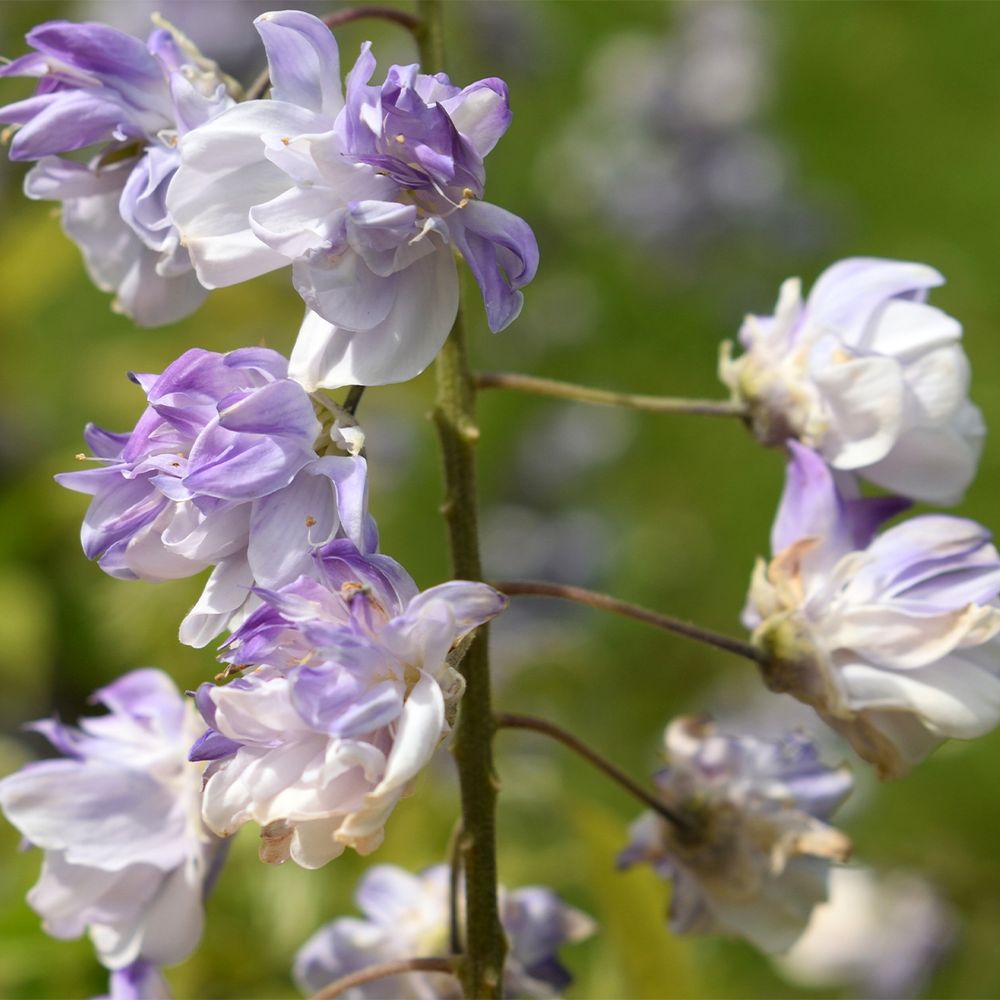 Glycine japonaise 'ed s blue' pot de 2l/3l